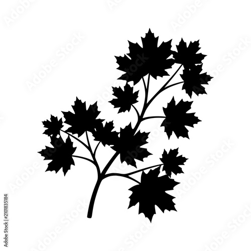 Maple leaves branch silhouette botanical vector illustration