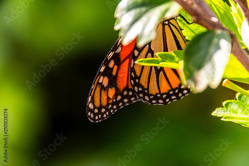 Fotografía Danaus plexippus pertenece a la familia Nymphalidae.
