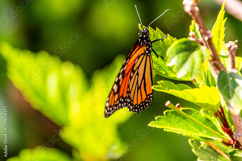 Cuadro en lienzo Danaus plexippus pertenece a la familia Nymphalidae.