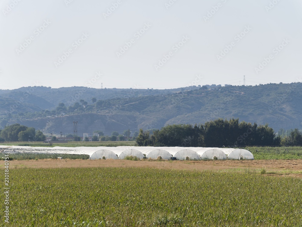 Fototapeta premium Greenhouses in a field near hills with clear sky during daytime