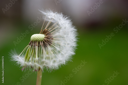 фотографія Dandelion clock white, wispy pappus