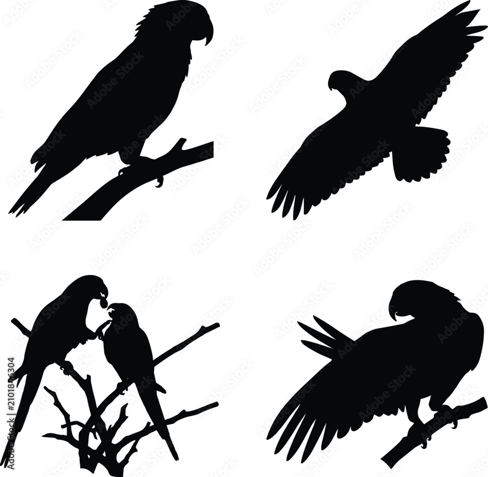 Fototapeta premium Bird Silhouettes in Perched, Flying, Social, and Wing-Open Poses