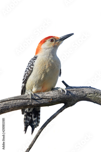 Frontal view of a red-bellied woodpecker perched on a white background.
