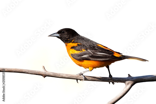 Oriole on a White Background