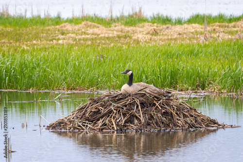 Canada Goose Siiting on a Muskrat Mound
