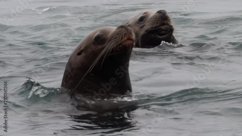 In a serene coastal setting, curious sea lions surf the gentle waves, popping their heads above the water. Their playful antics create a lively atmosphere filled with joy and wonder as they interact.