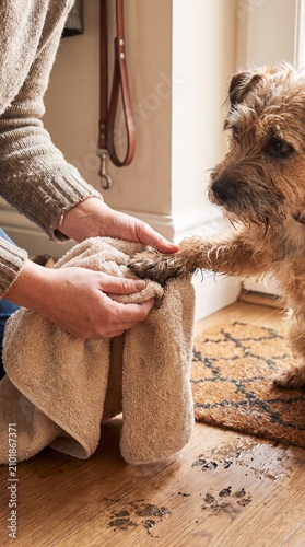 Close-Up Of Person Cleaning Muddy Dog Paw With Towel After Walk At Home, Pet Care And Clean Floor Concept