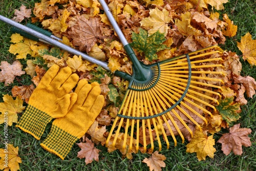 Rake and gloves clearing autumn leaves on grass