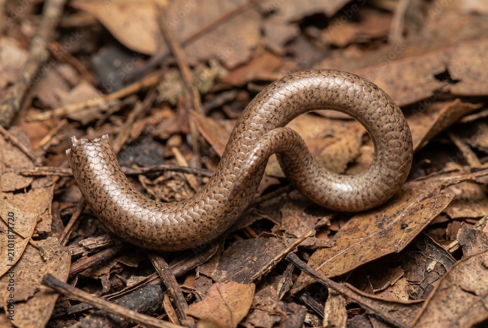 Fototapeta premium Freshly autotomized shed skink tail writhing on dry leaf litter