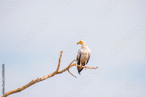Schilderij op canvas Front view of an Egyptian Vulture or Neophron percnopterus perched on a leafless