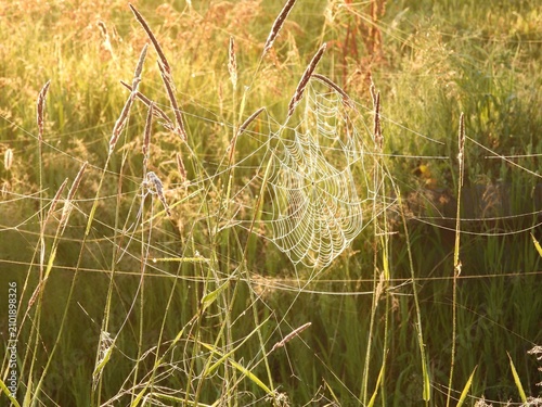 Dew covered spider web and marsh grasses