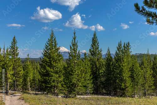 Konstfotografi Lodgepole Pine Forest with Distant Mountains, Yellowstone National Park, Wyoming
