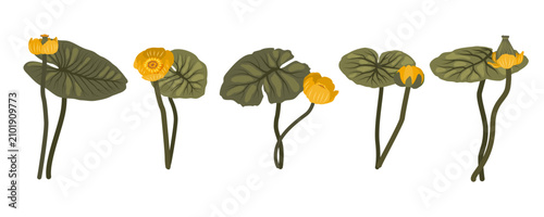 Cuadro en lienzo Yellow water lily vector elements set