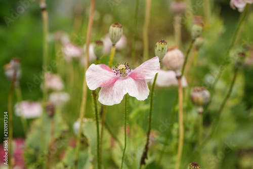 Delicate white and pink poppy flower among the blurred background of many poppy seed heads.