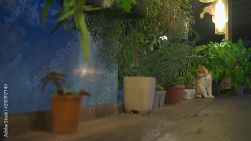 Ginger and white domestic cat playing with interactive toy indoors, Curious pet feline chasing teaser string on wooden floor with owner nearby 4k