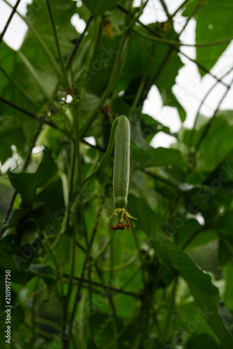 Luffa gourd growing on an arched trellis outdoors.