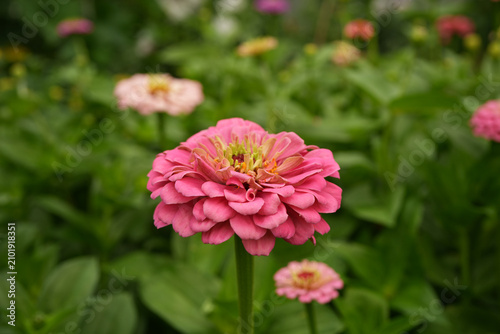 Large, pink zinnia flower in full bloom among other flowers growing in an outdoor garden space.