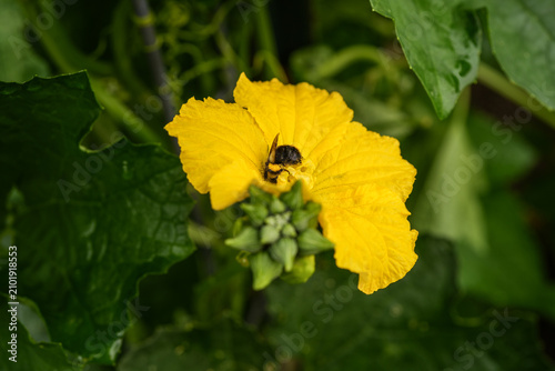 Bumblebee taking the pollen from a squash flower in an outdoor garden.