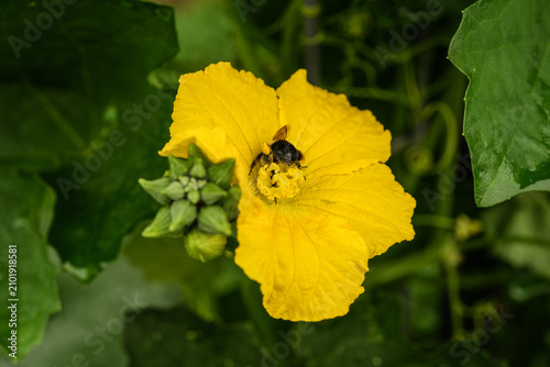 Bumblebee taking the pollen from a squash flower in an outdoor garden.