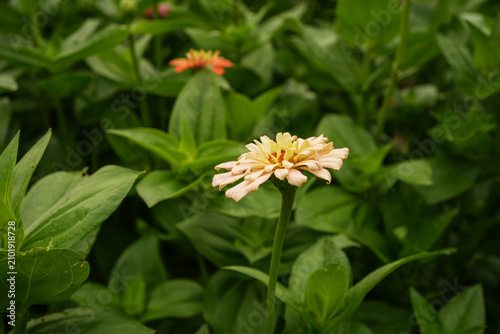 Cream colored zinnia flower blooming in a flower bed full of zinnias.