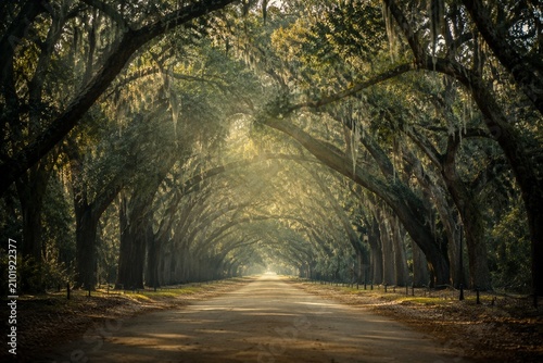Konstfotografi Nostalgic avenue flanked by ancient oak trees, dappled sunlight filtering through long perspective