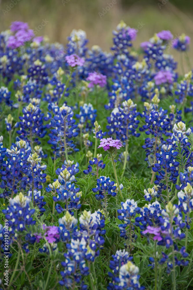 Fototapeta premium Blue and purple mix of wildflowers in a field