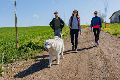 Large White Maremma Sheepdog Leading Owners on a Country Road Walk