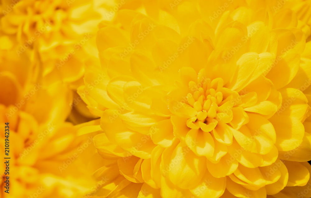Fototapeta premium Close-up of bright yellow chrysanthemum flowers in full bloom.