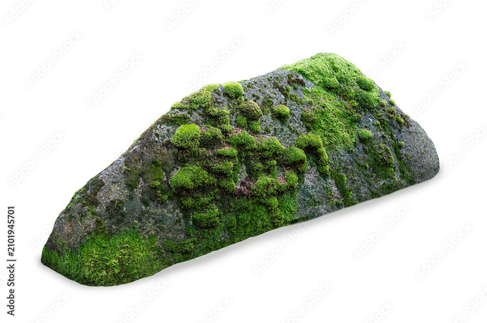 Obraz premium A mossy oblong boulder isolated on a clear white background.