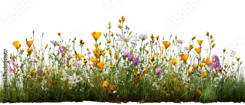 wildflowers cutout isolated illustration on transparent background cutout isolated cutout isolated illustraion on transparent background