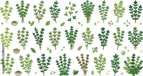 Flat vector illustration collection featuring various types of fresh green thyme herbs isolated on white background