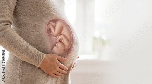 Pregnant woman holding belly featuring internal fetus anatomy graphic illustration
