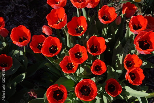red tulips in the garden