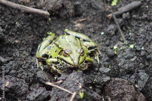 Green frog