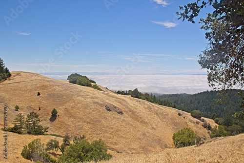Oak Tree Above the Marine Layer in Marin County California