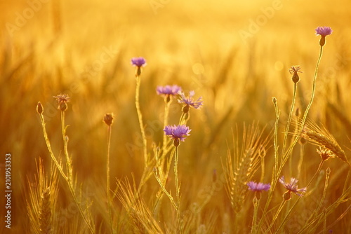 flower in a field