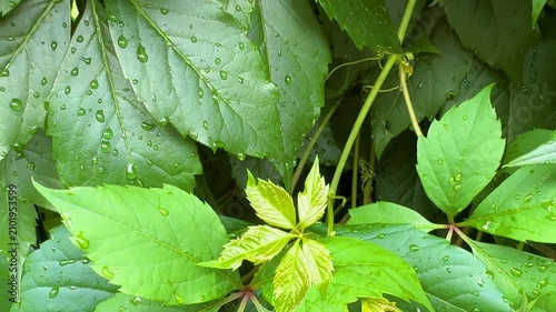 Lush green leaves with visible water droplets depict a scene of growth and freshness, highlighting the vibrant foliage in a natural setting, emphasizing the beauty of nature's details