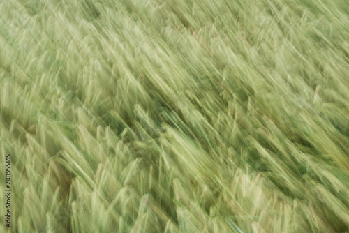 Blurred wheat stalks capture wind movement