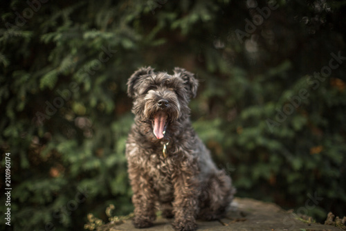 Obraz na plátne Gray schnauzer dog yawning while sitting on a tree stump