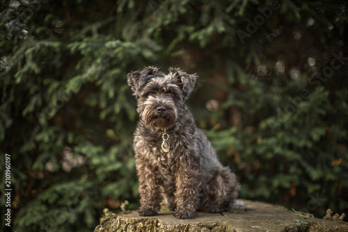 Obraz na plátně Gray schnauzer dog sitting on a tree stump in front of evergreens