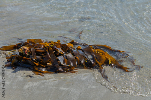 Obraz na płótnie Various types of seaweed washed up on the beach at Ballywalter Co