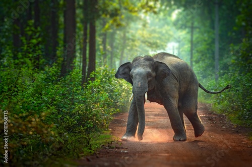 Canvas Print The Asian elephant, also known as the Asiatic elephant, is the only living species in the genus Elephas
