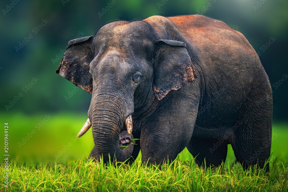Obraz premium The Asian elephant, also known as the Asiatic elephant, is the only living species in the genus Elephas. It is the largest living land animal in Asia and the second largest living in the world.