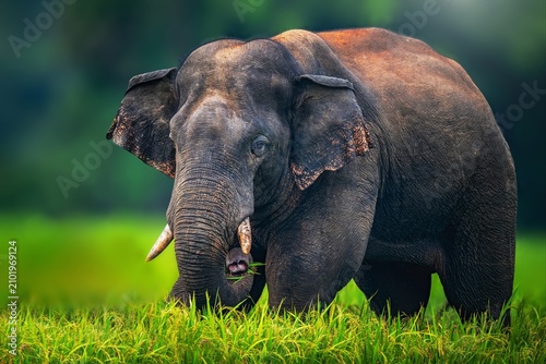 Фотография The Asian elephant, also known as the Asiatic elephant, is the only living species in the genus Elephas