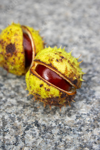 Bild auf Leinwand Open spiky chestnut husks with shiny brown seeds on rough stone surface photogra