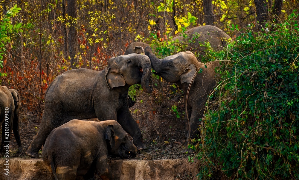 Fototapeta premium The Asian elephant, also known as the Asiatic elephant, is the only living species in the genus Elephas. It is the largest living land animal in Asia and the second largest living in the world.