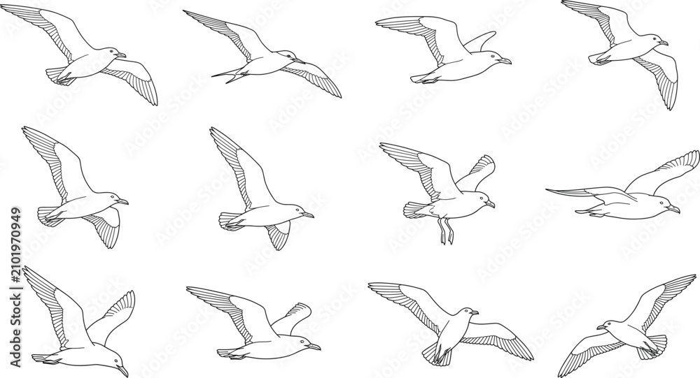 Fototapeta premium Flying Seagull Outline Vector Set with Seabirds in Multiple Flight Pose Illustrations