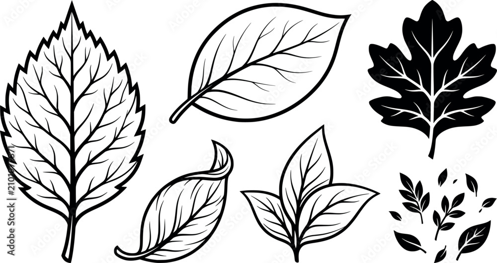 Fototapeta premium Collection of various botanical leaf illustrations and foliage elements transparent background