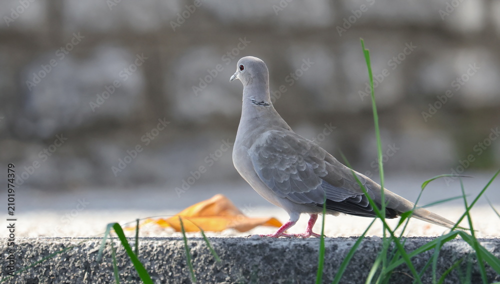 Obraz premium Eurasian Collared Dove, (Streptopelia decaocto), birds of Montenegro