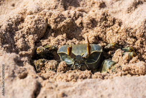 Foto Close-up of a horn-eyed ghost crab - Ocypode ceratophthalma- partially covered i